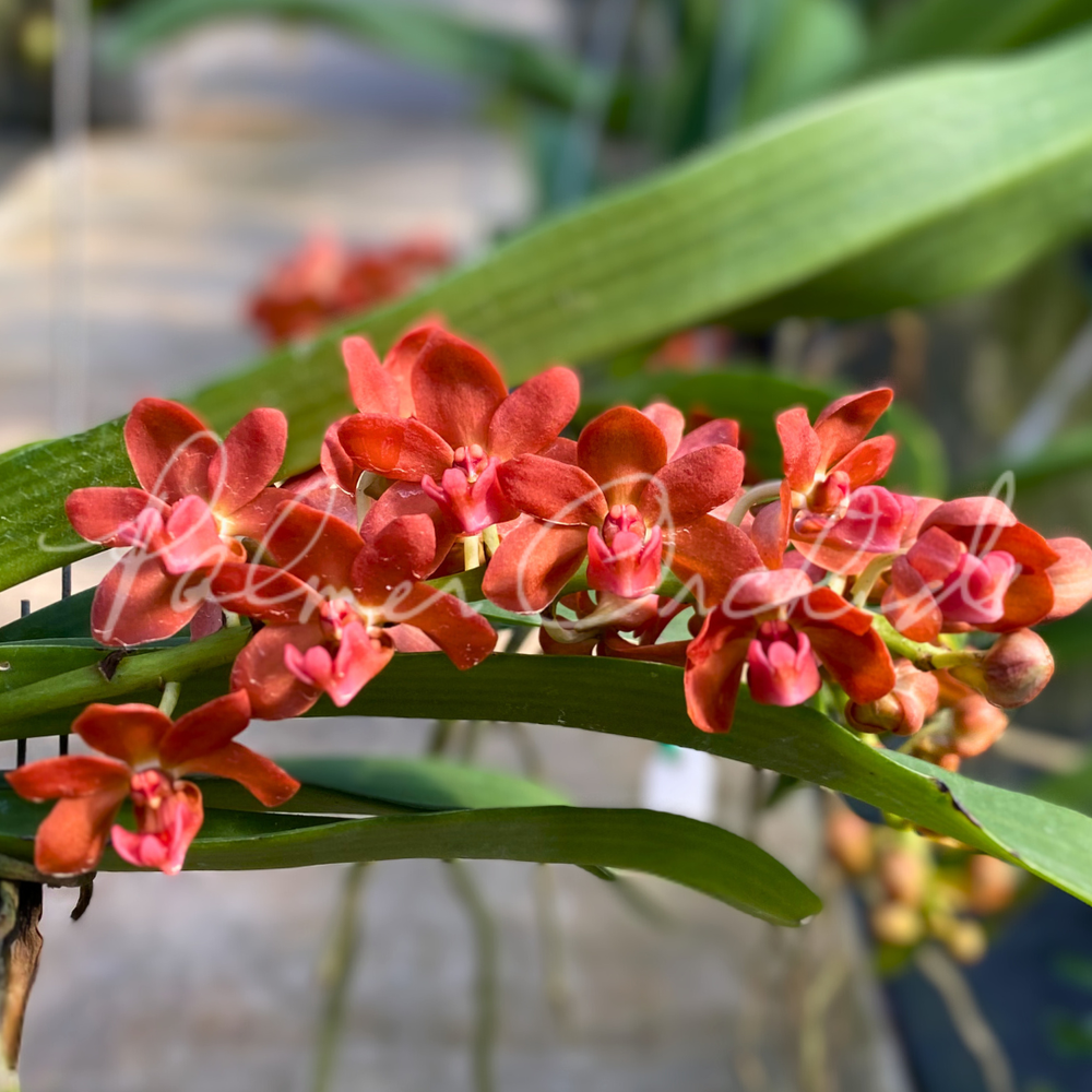 Rhynchostylis gigantea 'Super Tangerine' — Palmer Orchids